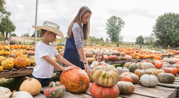 You’ll Find Every Pumpkin Imaginable At This One Arkansas Farm