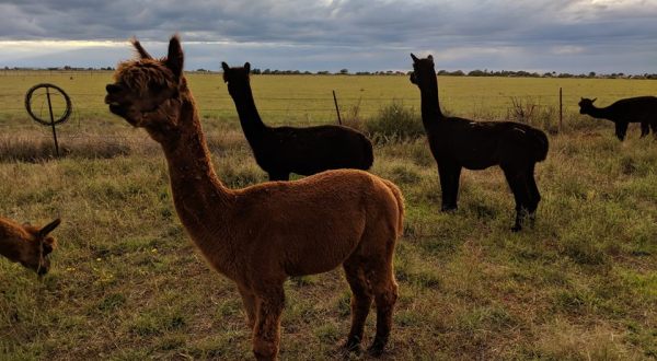 Your Heart Will Melt For Alpacas When You Visit This Farm In New Mexico