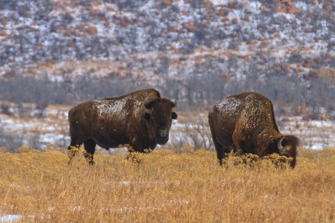 The One-Of-A-Kind Park In Oklahoma Where You Can See Bison Up Close