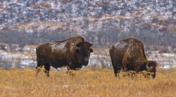 The One-Of-A-Kind Park In Oklahoma Where You Can See Bison Up Close