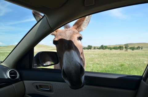 The One-Of-A-Kind Park In South Dakota Where You Can See Wild Burros Up Close