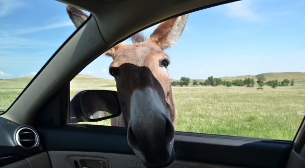 The One-Of-A-Kind Park In South Dakota Where You Can See Wild Burros Up Close