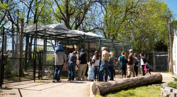 Not Many People Know About This Wild Cat Sanctuary Right Here In Kansas