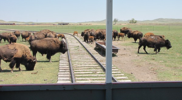 A Visit To This Bison Ranch In Wyoming Will Be The Most Fun Trip You Take All Year