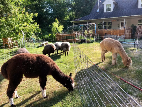 The Primitive Campsite In Washington That Has You Waking Up With The Llamas