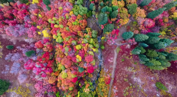 The Gorgeous Footage Of Utah’s Fall Foliage That Will Leave You In Awe