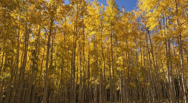 The Awesome Hike That Will Take You To The Most Spectacular Fall Foliage In Arizona