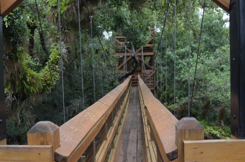 This Canopy Walkway Takes You High Above The Florida Trees Like Never Before