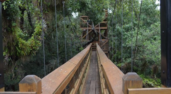 This Canopy Walkway Takes You High Above The Florida Trees Like Never Before