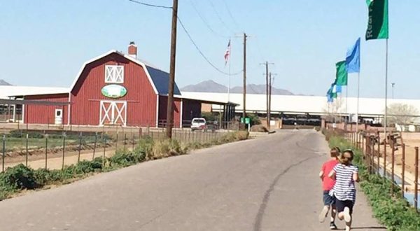 You’ll Have Loads Of Fun At This Dairy Farm In Arizona With Incredible Ice Cream