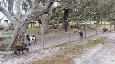 The 1,000-Acre Dairy Farm In Florida That Will Delight You Beyond Words