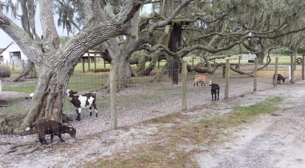 The 1,000-Acre Dairy Farm In Florida That Will Delight You Beyond Words