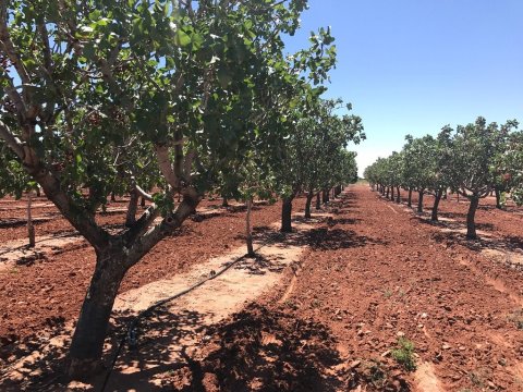 You'll Want To Visit The Quaint Pistachio Farm In The Heart Of The New Mexico Desert