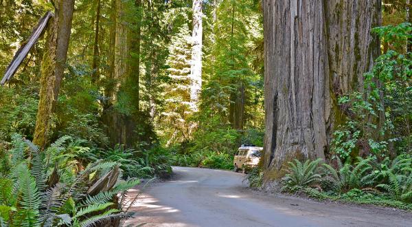 The 10-Mile Scenic Drive In Northern California You Will Want To Take As Soon As You Can