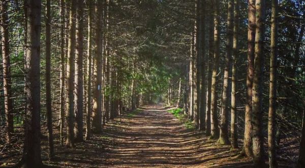 This 3-Mile Hike In Rhode Island Takes You Through An Enchanting Forest
