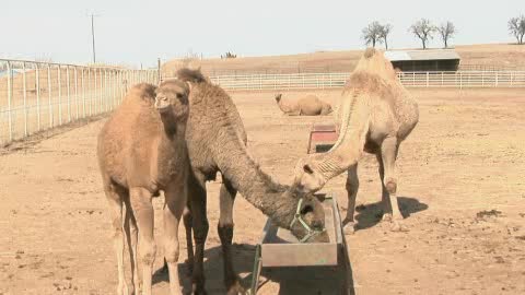 A Visit To This One Of A Kind Camel Farm In Oklahoma Is An Absolute Blast