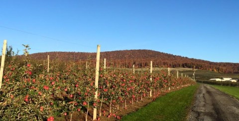 Pick Your Own Apples At This Charming Farm Hiding In Maryland