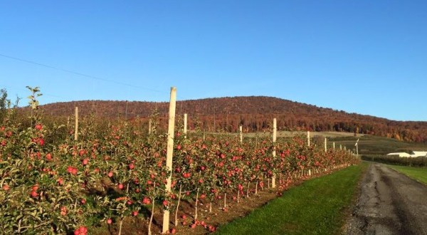 Pick Your Own Apples At This Charming Farm Hiding In Maryland