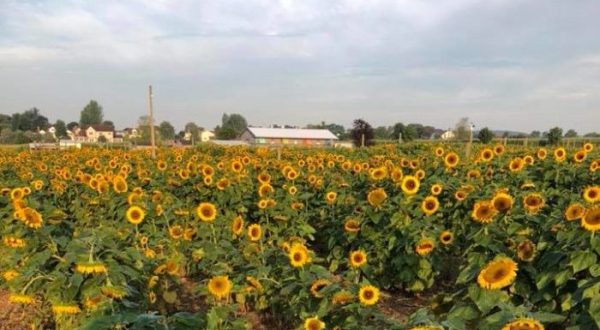 Pick Your Own Sunflowers At This Charming Farm Hiding In Pennsylvania