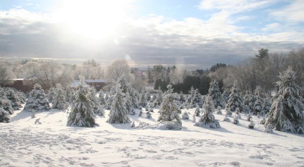 This Christmas Tree Farm In Massachusetts Is Like Walking In A Winter Wonderland