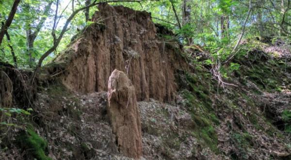 Hike This Ancient Forest In Mississippi That’s Home To 36-Million-Year-Old Trees
