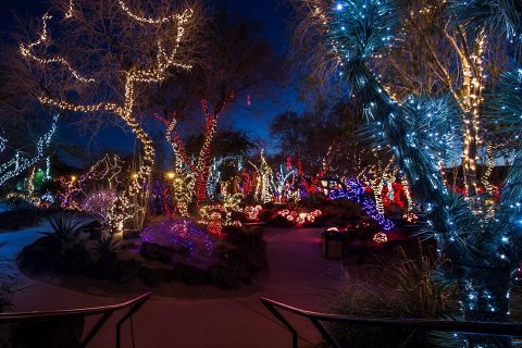 This Cactus Garden In Nevada Transforms Into The Most Dazzling Light Display Every Year