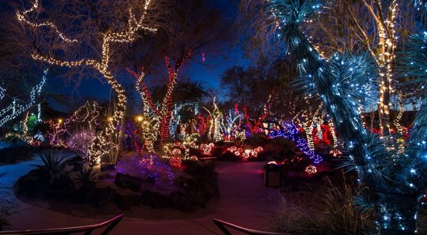 This Cactus Garden In Nevada Transforms Into The Most Dazzling Light Display Every Year