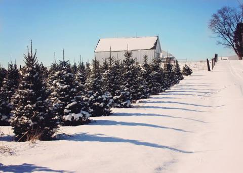 You'll Want To Visit The Best Christmas Tree Farm Near Cincinnati This Season