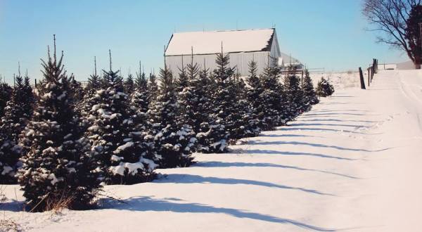 You’ll Want To Visit The Best Christmas Tree Farm Near Cincinnati This Season