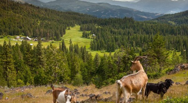 Go Hiking With Goats In Oregon For An Adventure Unlike Any Other