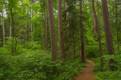 Hike This Ancient Forest In Minnesota That’s Home To 250-Year-Old Trees