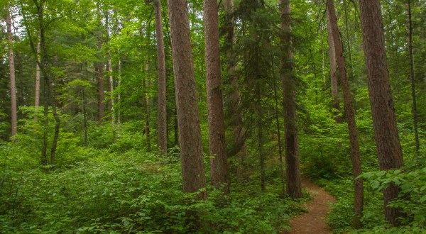 Hike This Ancient Forest In Minnesota That’s Home To 250-Year-Old Trees