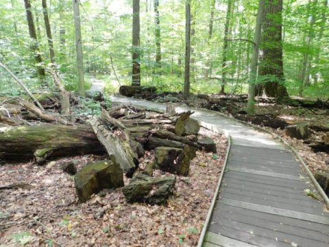Hike This Ancient Forest In Ohio That’s Home To 400-Year-Old Trees