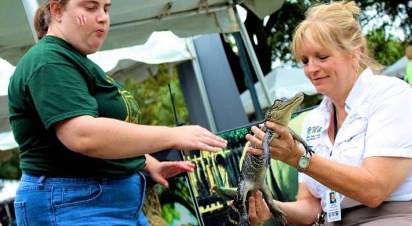 You Can Now Find Baby Therapy Gators At This Major U.S. Airport