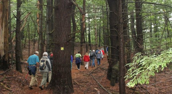 The Ancient Forest In New Hampshire That’s Right Out Of A Storybook