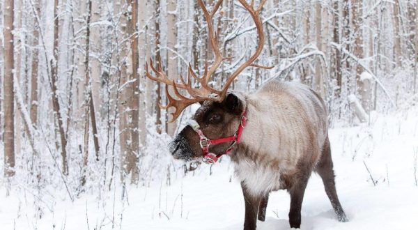 Go Walking With Reindeer In Alaska For An Adventure Unlike Any Other