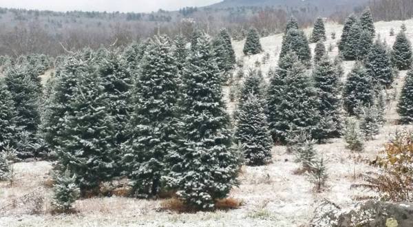 This Christmas Tree Trail In New Hampshire Is Like Walking In A Winter Wonderland