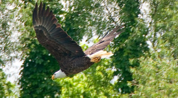 Bald Eagles Are Starting To Fly Over Arkansas And Here Are The 10 Best Places To Spot Them