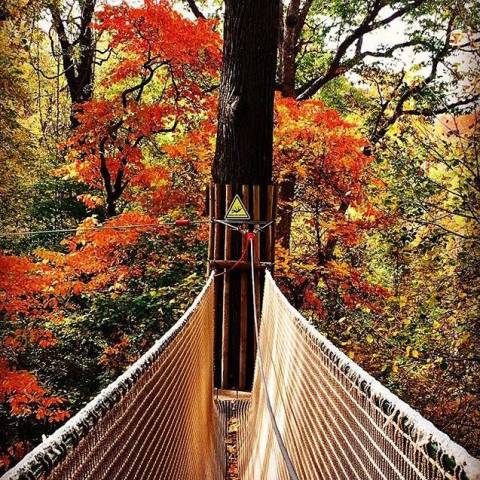 The Treetop Trail That Will Show You A Side Of Missouri You've Never Seen Before