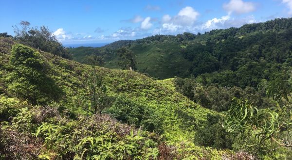 The 5-Mile Forest Trail In Hawaii That’s Just Begging To Be Visited