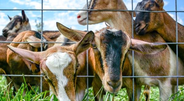 The Barn Yard Animal Encounters At This Indiana Farm Will Warm Your Heart
