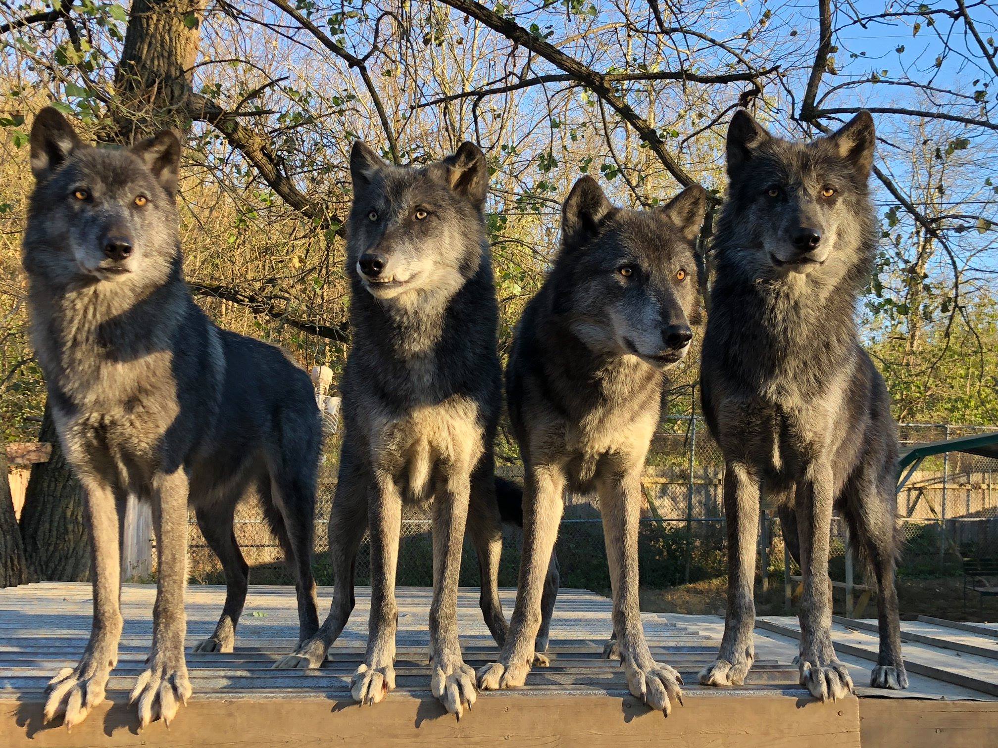 Wolf Creek Habitat In Brookville, Indiana Is A Wolf Sanctuary