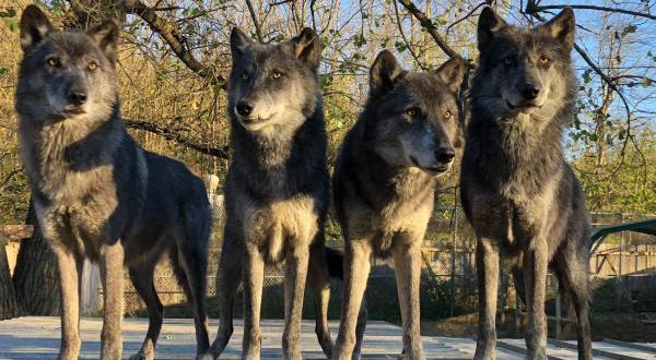 Play With Wolves At This Remarkable Animal Sanctuary Hiding In Indiana