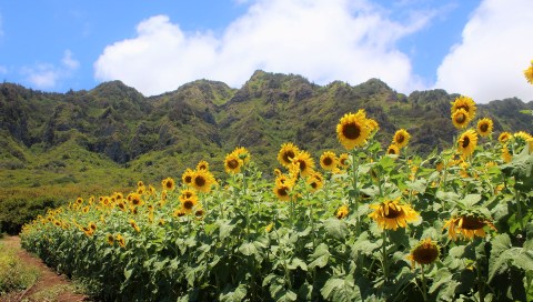 Pick Your Own Sunflowers At This Charming Farm Hiding In Hawaii