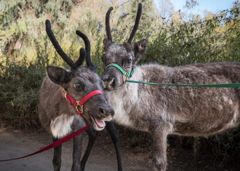 The Reindeer Festival In Southern California That Will Positively Enchant You This Season