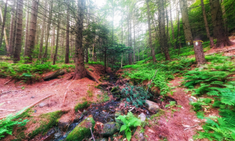 Hike This Ancient Forest In Massachusetts That’s Home To 500-Year-Old Trees