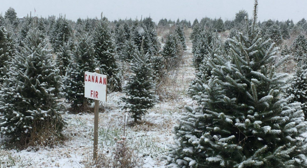 You’ll Never Want To Leave This Enchanting Christmas Tree Farm In Virginia