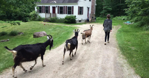 Go Hiking With Goats In Maine For An Adventure Unlike Any Other