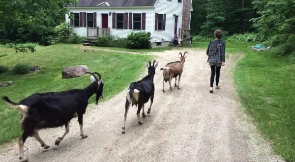 Go Hiking With Goats In Maine For An Adventure Unlike Any Other