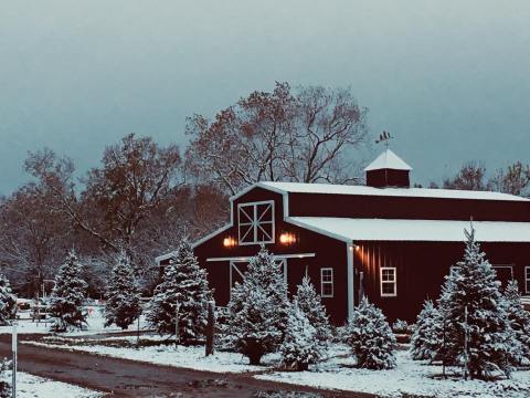 The Christmas Tree Barn In Texas That Will Light Up Your Holiday Season